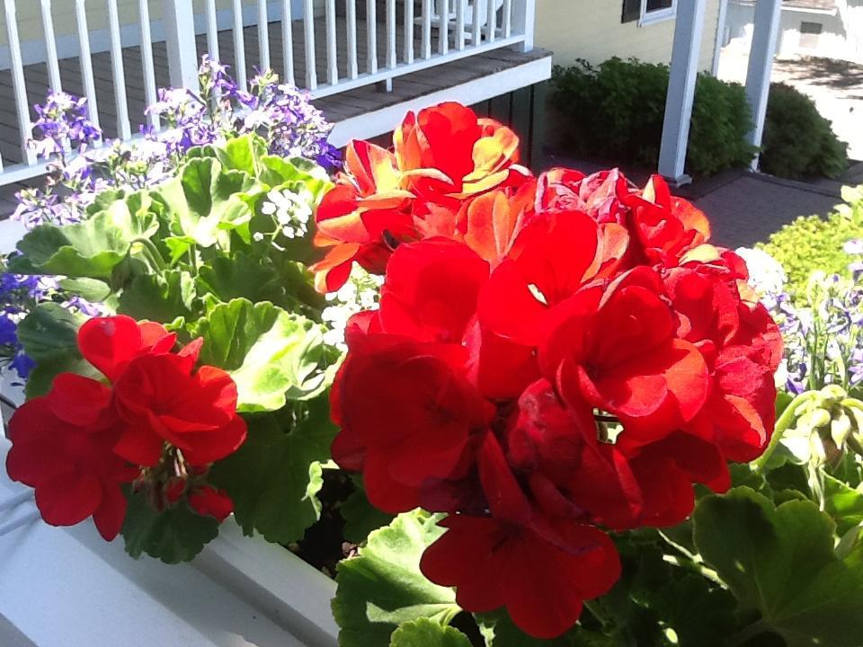 Harbor House Inn Boothbay Harbor Ngoại thất bức ảnh